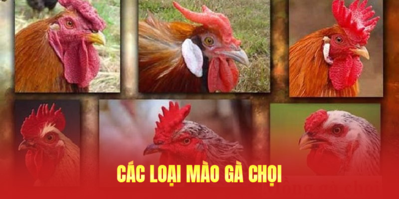 Các loại mào gà chọi thu hút những ai mê lĩnh vực đá kê