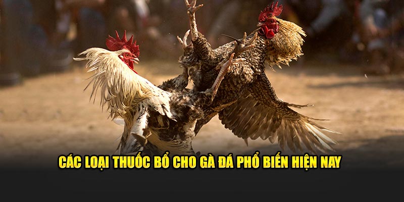 Các loại thuốc bổ cho gà đá phổ biến hiện nay