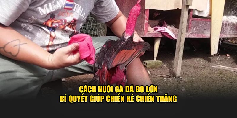 cách nuôi gà đá bo lớn