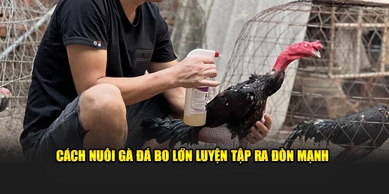 Cách nuôi gà đá bo lớn luyện tập ra đòn mạnh