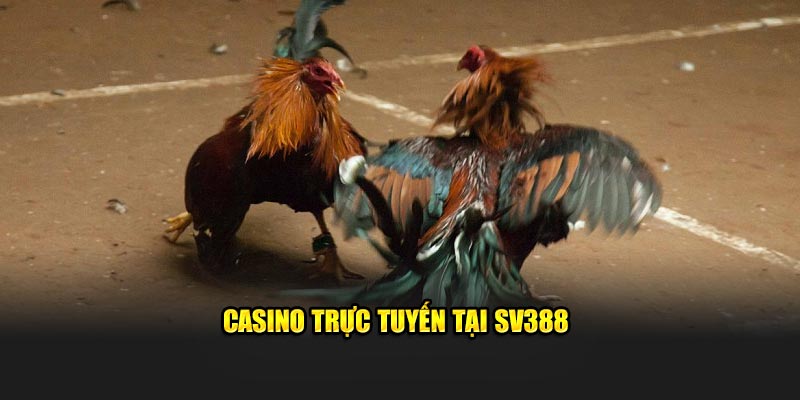 Đá gà trực tuyến tại SV388