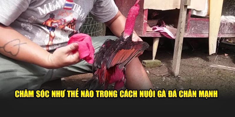 Chăm sóc như thế nào trong cách nuôi gà đá chân mạnh