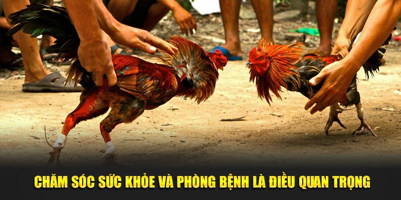 Chăm sóc sức khỏe, phòng bệnh khi nuôi gà đá cựa sắt