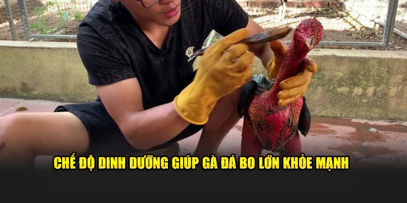 Chế độ dinh dưỡng giúp gà đá bo lớn khỏe mạnh