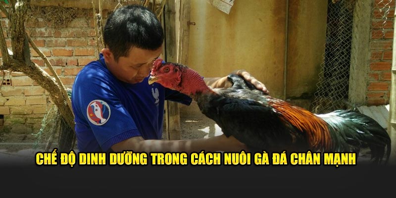 Chế độ dinh dưỡng phù hợp trong cách nuôi gà đá chân mạnh