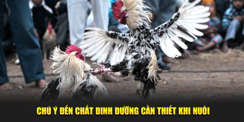 Chú ý đến chất dinh dưỡng cần thiết khi nuôi gà đá cựa sắt