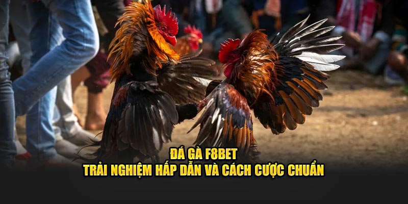 trãi nghiệm hấp dẫn tại đá gà f8bet