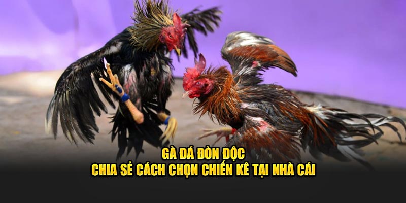 chia sẻ cách chọn gà đá đòn độc