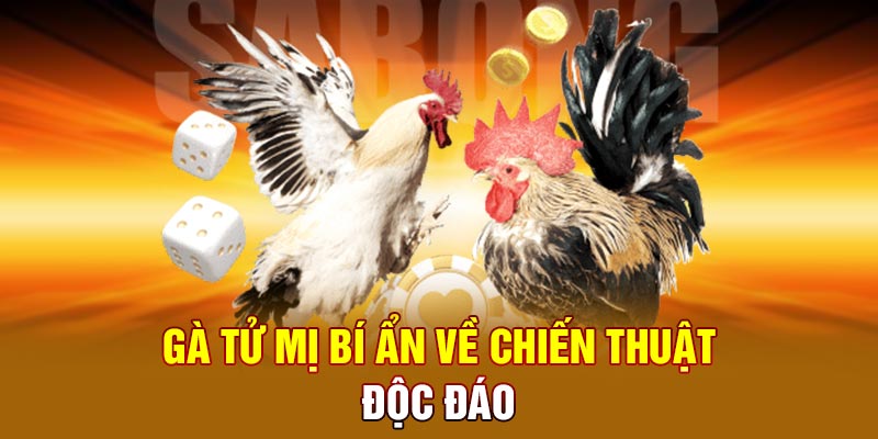 Gà tử mị bí ẩn về chiến thuật độc đáo