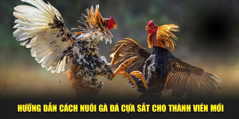 cách nuôi gà đá cựa sắt