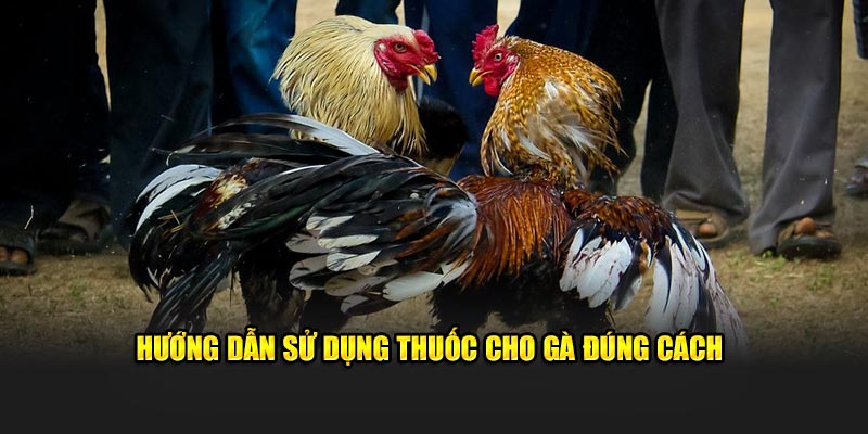 Hướng dẫn sử dụng thuốc bổ cho gà đúng cách