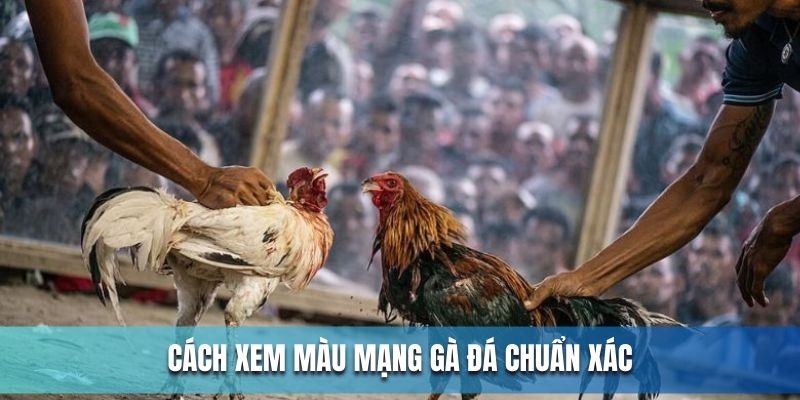 Mách sư kê cách xem màu mạng gà đá chuẩn