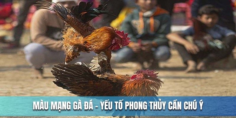 Màu mạng gà đá - Yếu tố phong thủy trong giới đá gà