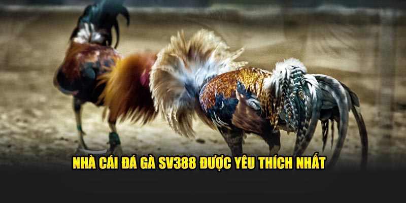 Nhà cái đá gà SV388 được yêu thích nhất 