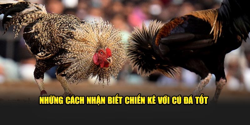 Những cách nhận biết chiến kê với cú đá tốt