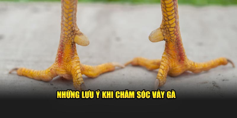 Những lưu ý cho sư kê khi chăm sóc vảy gà chọi