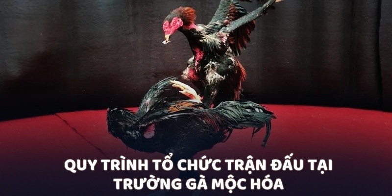 Quy trình tổ chức trận đấu tại trường gà Mộc Hóa