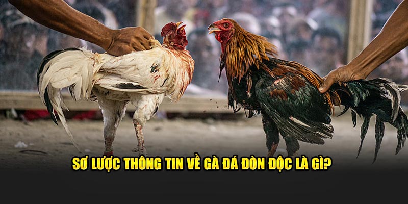 Sơ lược thông tin về gà đá đòn độc là gì?