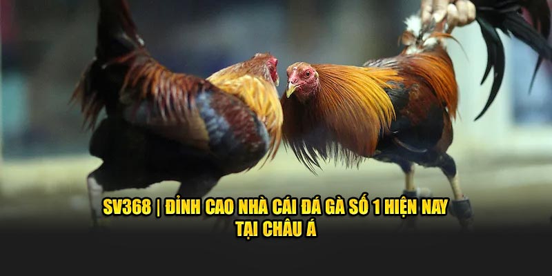 SV368 nhà cái đá gà đỉnh cao