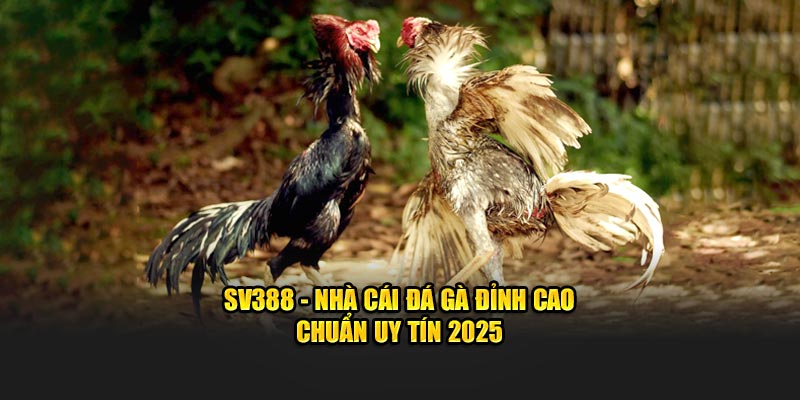 SV388 nhà cái đá gà đỉnh cao 2025