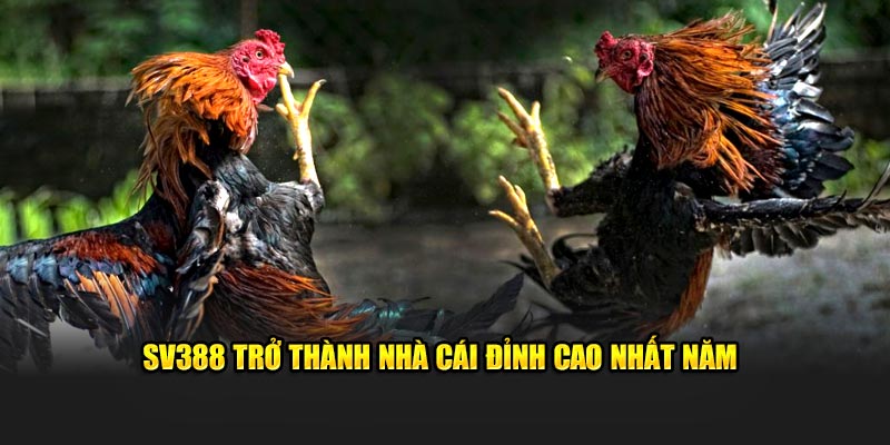 SV388 trở thành nhà cái đá gà đỉnh cao nhất năm