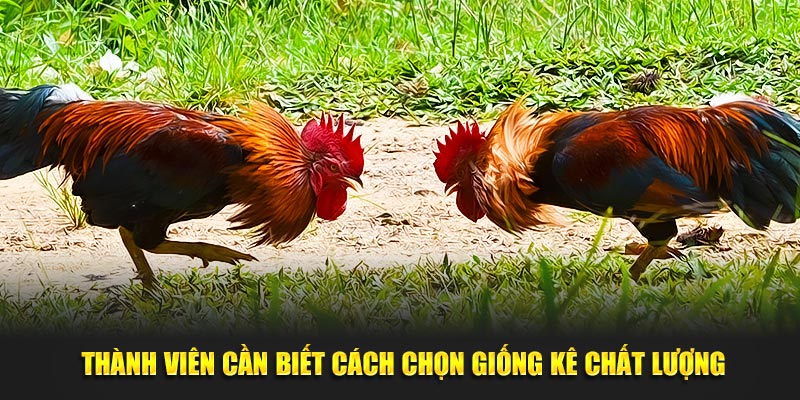 cách chọn giống gà đá cựa sắt chất lượng