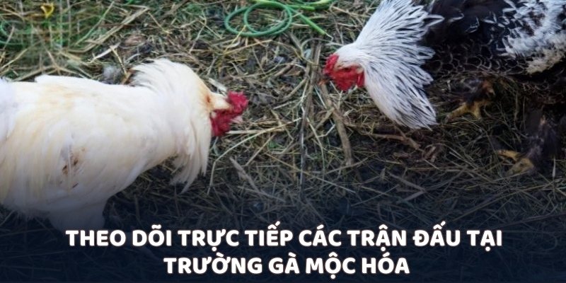 Theo dõi trực tiếp các trận đấu tại trường gà Mộc Hóa