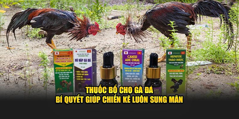 thuốc bổ cho gà đá