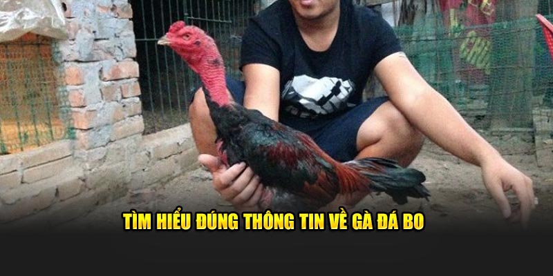 Tìm hiểu đúng thông tin về gà đá bo lớn