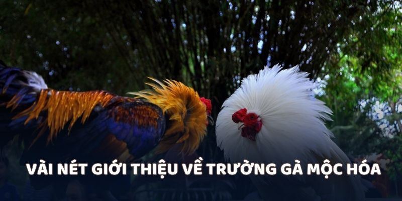 Vài nét giới thiệu về trường gà Mộc Hóa