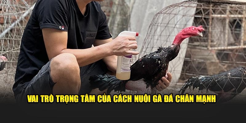 Vai trò trọng tâm của cách nuôi gà đá chân mạnh