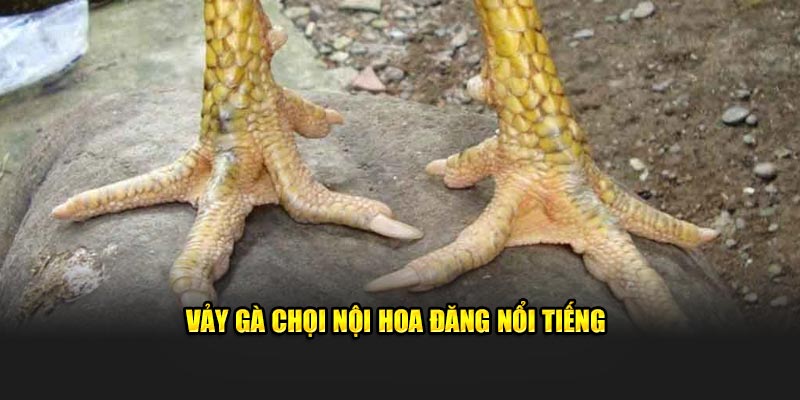 Vảy gà chọi nội hoa đăng nổi tiếng