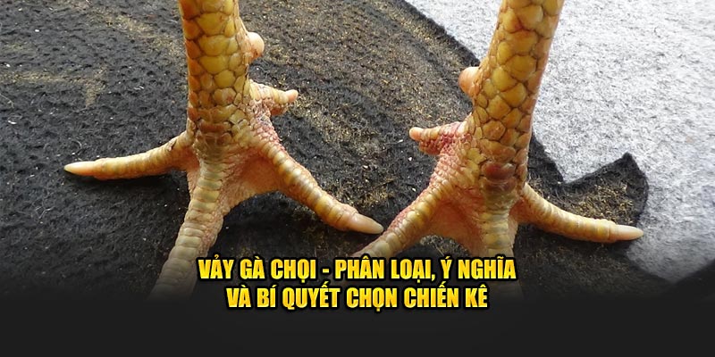 phân loại, bí quyết chọn chiến kê qua vảy gà chọi